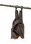 Lyle`s flying fox hanging from a branch, Pteropus lylei