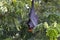 Lyle`s flying fox Pteropus lylei Bat Sleeping