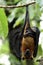 Lyle`s flying fox Pteropus lylei mega bats hanging downward from tree stick during daytime covered by green leafs, scary wild