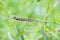 Lymantria dispar caterpillars move in forest