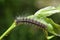 Lymantria dispar, the gypsy moth caterpillar on green leaf
