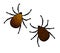 Lyme Disease Ticks Isolated