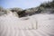 Lyme grass on a dune near the sea