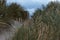 Lyme grass in the Dunes at the north sea coast in Denmark