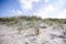 Lyme grass in the sand on a beach dune