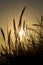 Lyme grass in silhouette against the setting sun