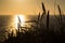 Lyme grass in silhouette against the sun setting over the sea