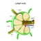 Lymph Node Anatomy