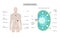 Lymph node anatomy