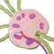 A lymph node cross section