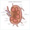 Lymph node structure medical educational vector