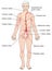 The lymph system