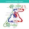 Lymphatic circulation system. diagram the lymphatic circulation system