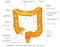 Lymphatic vessels