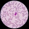 Lymphocyte on red blood cells background.