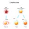 Lymphocytes. B cell and T-cell