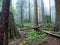 Lynn Peak Trail in Lynn Headwaters Regional Park