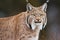 Lynx animal cat closeup. Generate Ai