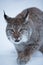 Lynx cat in snowy winter scene, Norway