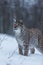 Lynx cat in snowy winter scene, Norway