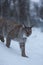 Lynx cat in snowy winter scene, Norway