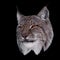 Lynx close up head isolated on black