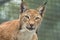 Lynx, close-up portrait. Wild animals