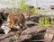 Lynx Crouched on River Rocks