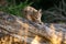 Lynx cub on the fallen tree trunk. Focused small baby animal. Lynx lynx.