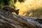 Lynx cub on the fallen tree trunk from side view. Focused small baby animal. Lynx lynx.