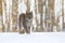 Lynx cub in winter. Eurasian lynx, Lynx lynx, walks in snowy birch forest. Frozen trees and iced branches in background.