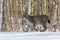 Lynx cub in winter. Young Eurasian lynx, Lynx lynx, walks in snowy birch forest. Beautiful wild cat in nature.