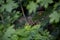 Lynx cubs with mother hidden in forest.