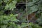 Lynx cubs with mother hidden in forest.