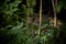 Lynx cubs sleeping in forest.