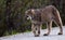 Lynx in Denali National Park