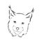 Lynx design - wild bobcat black and white vector outline, lynx , vector sketch illustration