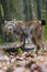 Lynx, Eurasian Lynx, Lynx lynx