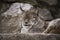 Lynx Eurasian snooze