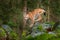 Lynx, Eurasian wild cat walking on green moss stone with green forest in background. Beautiful animal in the nature habitat