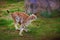 Lynx fast running on grass