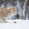 Lynx with food in the mouth