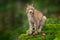 Lynx in the forest. Sitting Eurasian wild cat on green mossy stone, green in background. Wild lynx in the nature habitat, Germany,