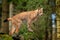 Lynx in the forest. Walking Eurasian wild cat on green mossy stone, green trees in background. Wild cat in nature habitat, Czech,