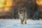 Lynx at frosty sunrise. Young Eurasian lynx, Lynx lynx, walks in snow in cold morning. Beautiful wild cat in winter nature.