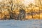 Lynx at frosty sunrise. Young Eurasian lynx, Lynx lynx, walks in snow in cold morning. Cute wild cat in winter nature.