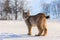 Lynx at frosty sunrise. Young Eurasian lynx, Lynx lynx, walks on snowy meadow in cold morning. Cute wild cat. Winter nature.