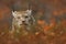 Lynx hidden in the orange leaves in the autumn forest. Eurasian Lynx, portrait of wild cat hidden in orange branch, animal in the