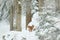 Lynx hidden in snow forest. Eurasian Lynx in winter habitat. Wildlife scene from Czech nature. Snowy cat in nature. Lynx in nature