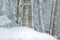 Lynx hidden in snow forest. Eurasian Lynx in winter. Wildlife scene Czech nature. Snowy cat in nature habitat. Forest environment